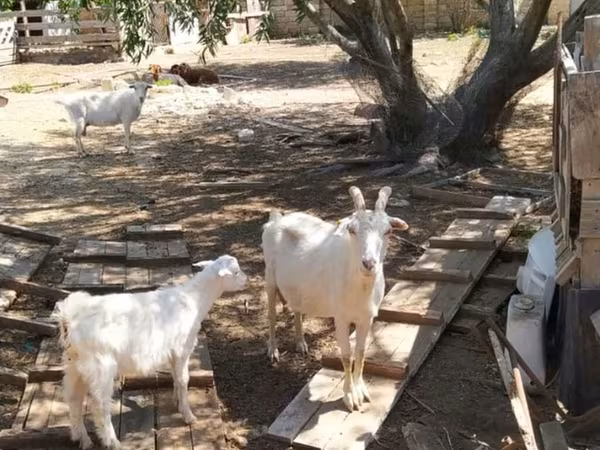 Goat, Saanen goat — Azerbaijan