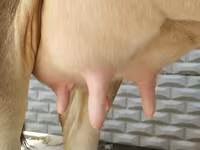 İnək, Swiss cattle — foto 6