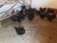 Australorp — photo 2
