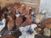 Chickens — foto 2