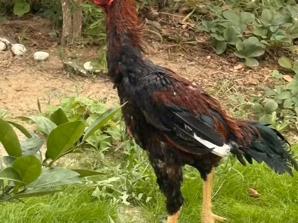 Chickens — Azerbaijan
