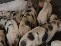 Schweine (Partie, Geschlecht nicht angegeben), Schweine — Foto 3