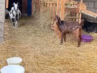 Dişi keçi, Saanen goat — foto 4