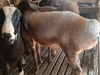 Ram, Sheep — photo 8