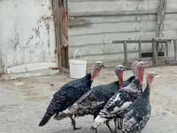 Turkeys — الصورة 1