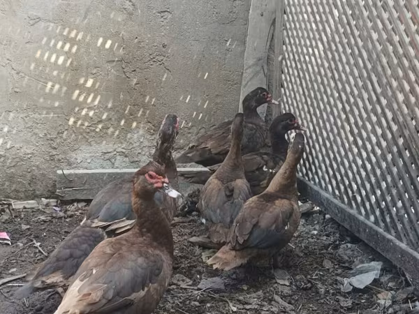 Ducks — Azərbaycan
