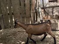 Billy Goat, Alpine goat — photo 2