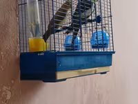 Növ: Nimfa (Cockatiel) cütlük Təsvir: Şəkillərdə göründüyü kimi iki — 照片 2