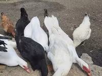 Domestic Muscovy — photo 4
