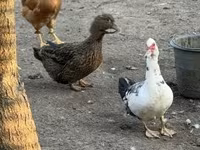 Ducks — photo 3