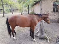 At, Karachay horse — foto 5