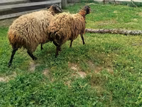 Sheep, Sheep — photo 3