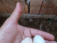 Chickens — Foto 4