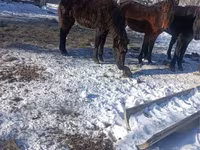 At, Yakutian horse — foto 1