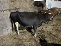 بقرة, Russian Black pied cattle — الصورة 1