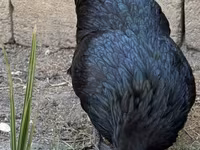 Australorp — photo 6