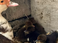 Ducks — foto 7
