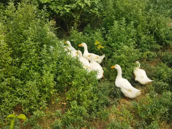 Ducks — Azerbaijan
