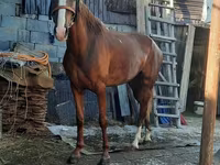 母马, Horses — 照片 1