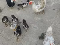 家养麝香鸭 — 照片 8