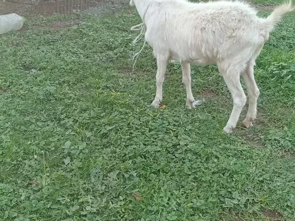 Goat, Saanen goat