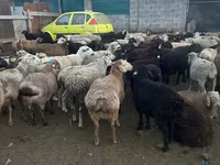 Qoç, Qoyunlar — foto 7