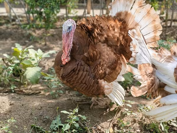 Burbon Qırmızı