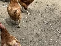 Chickens — foto 4