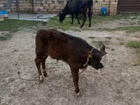 Kuh, Simmental cattle — Foto 4