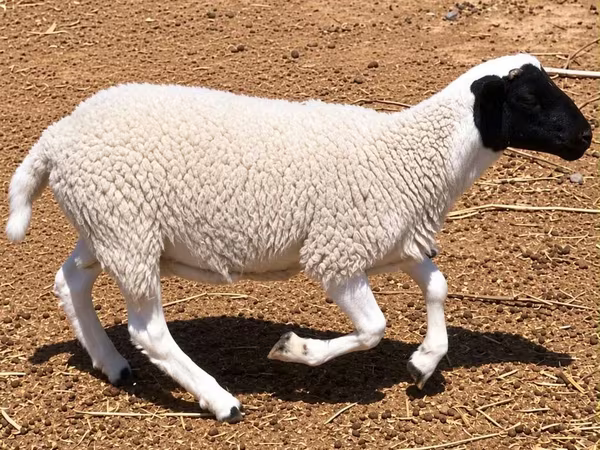 Qoç, Dorper sheep