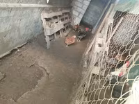 Chickens — photo 4