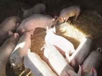 Knur, Крупная белая — zdjęcie 3