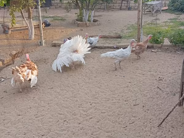 Turkeys — Azərbaycan
