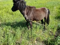 Hengst, American shetland pony — Foto 3