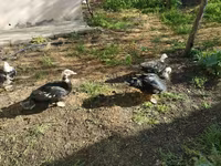Ducks — photo 2
