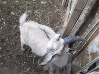 Ziegenbock, Alpine goat — Foto 3