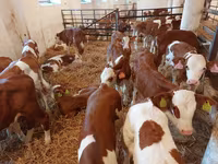Buğa, Simmental cattle — foto 6