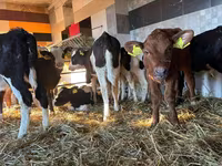 Bovinos (lote, sexo no especificado), Simmental cattle — foto 1