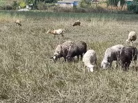 Sheep, Romanov sheep — photo 1