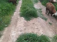 Qoyun, Qoyunlar — foto 7