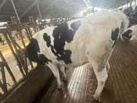 Cow, Holstein breed — photo 3