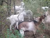 Dişi keçi, Nubian Goat — foto 4
