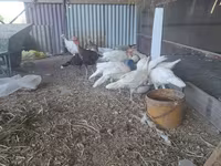 Slovenian Silver Hen — foto 1