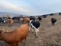 Buğa, Russian Black pied cattle — foto 1