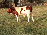Bulle, Men-Anjou — Foto 2