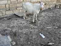 Dişi keçi, Keçilər — foto 8