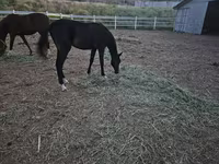 حصان, Akhal-Teke — الصورة 1