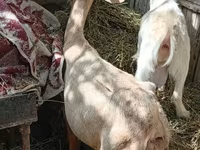 Dişi keçi, Keçilər — foto 2