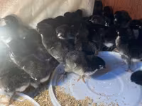 Australorp — photo 2