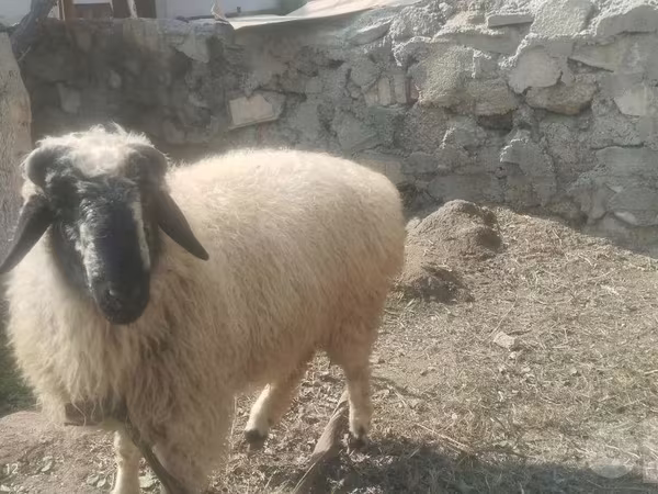 公羊, Blackheaded Persian sheep